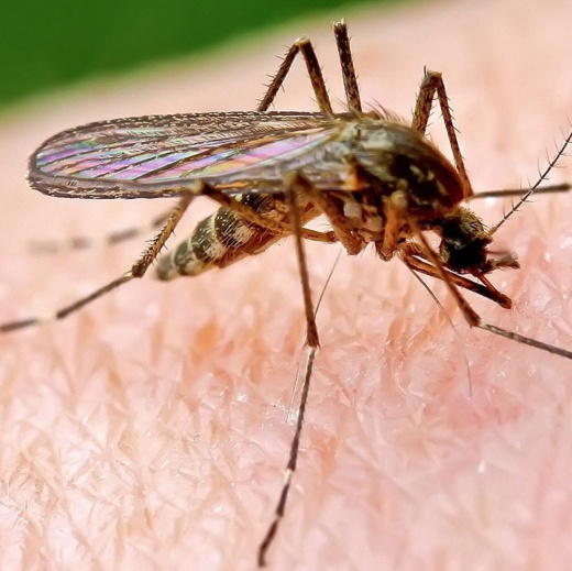 Мы убили комара