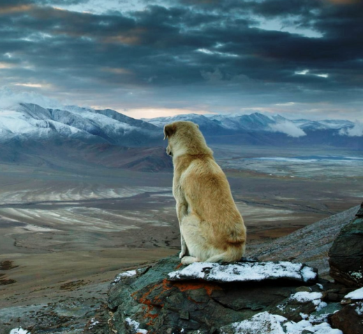 На горе собака...